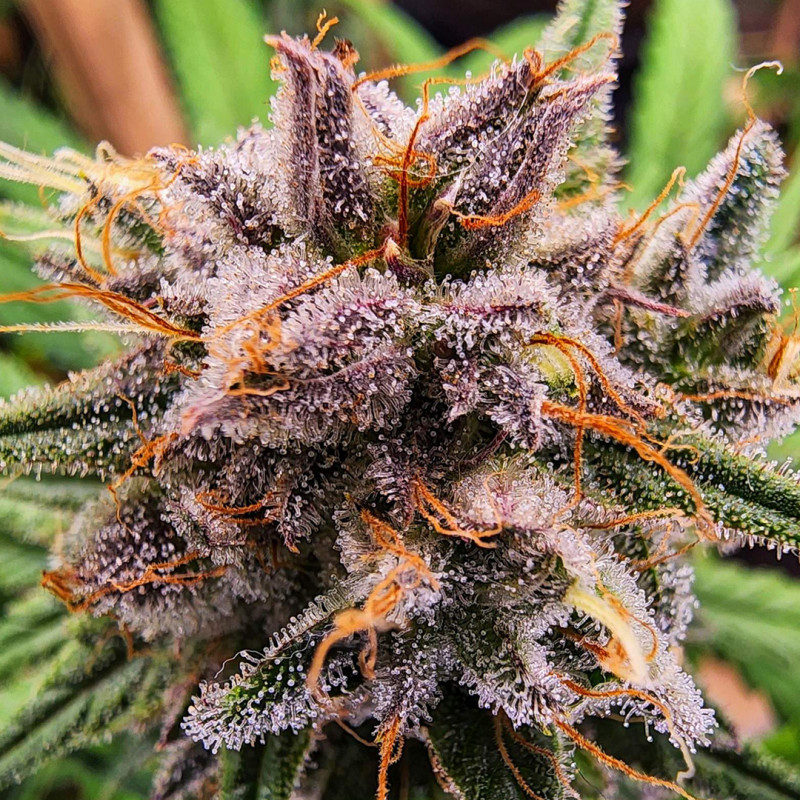 Cultiver du cannabis à partir de graines : les bases essentielles